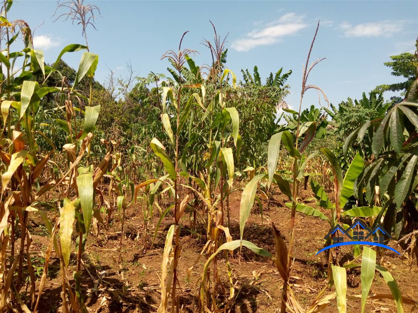 Agricultural Land for sale in Butalagu Nakaseke