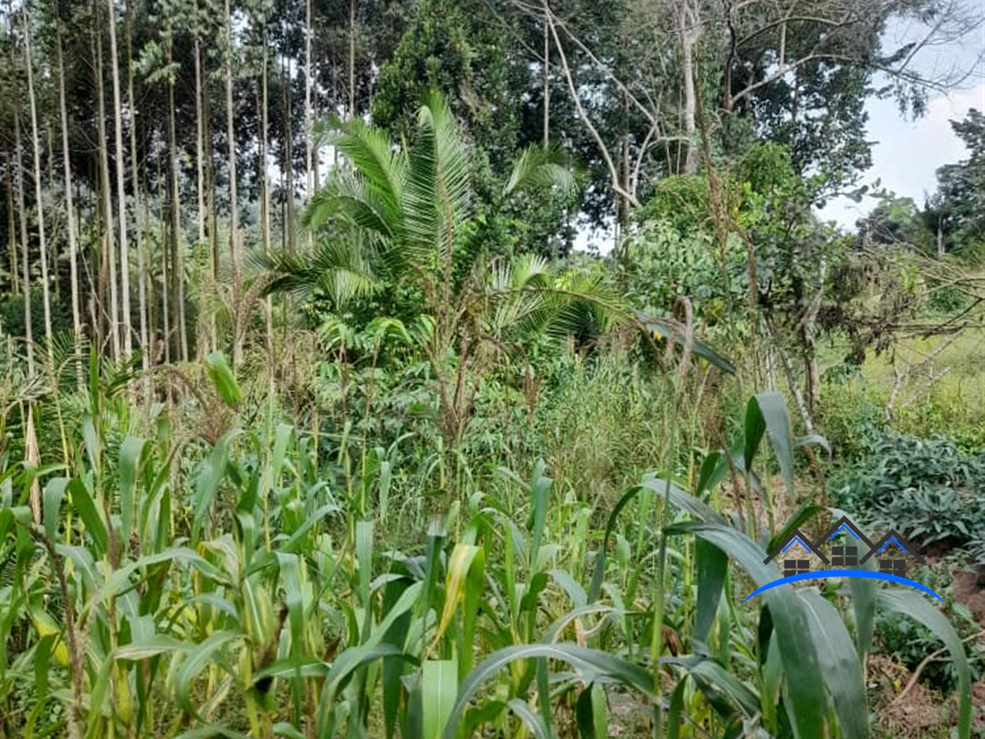 Agricultural Land for sale in Kamuyembe Wakiso
