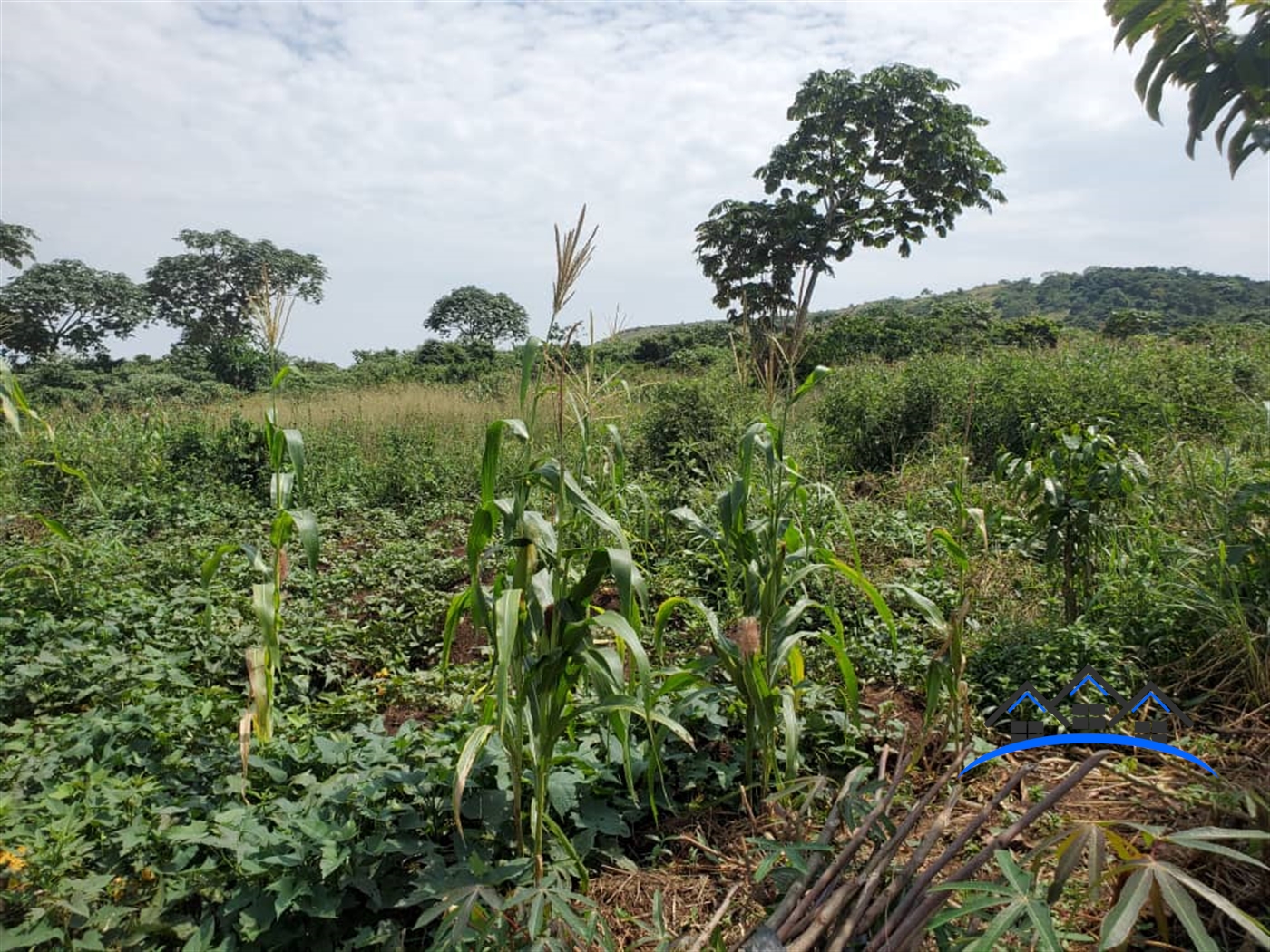 Agricultural Land for sale in Bukunju Mukono