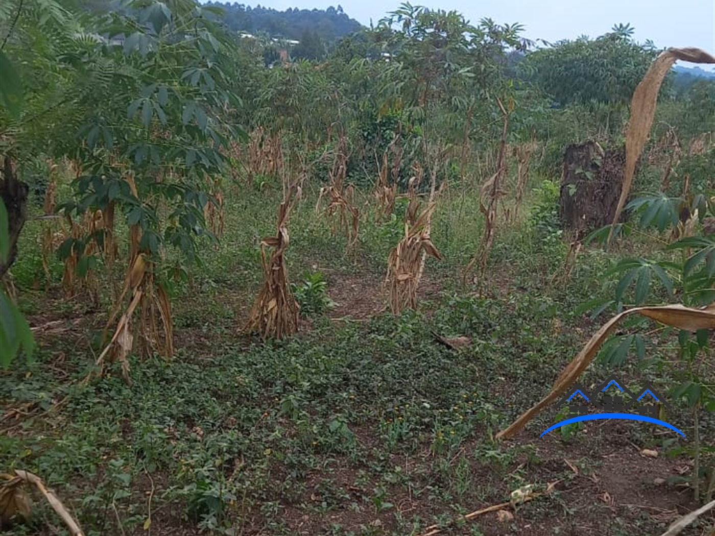 Agricultural Land for sale in Kiwenda Kayunga