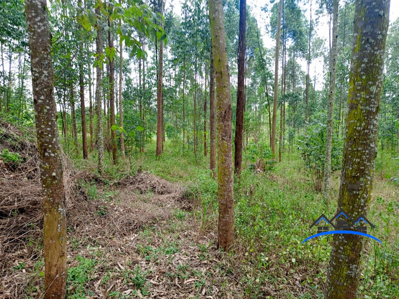 Agricultural Land for sale in Lunyolya Luweero