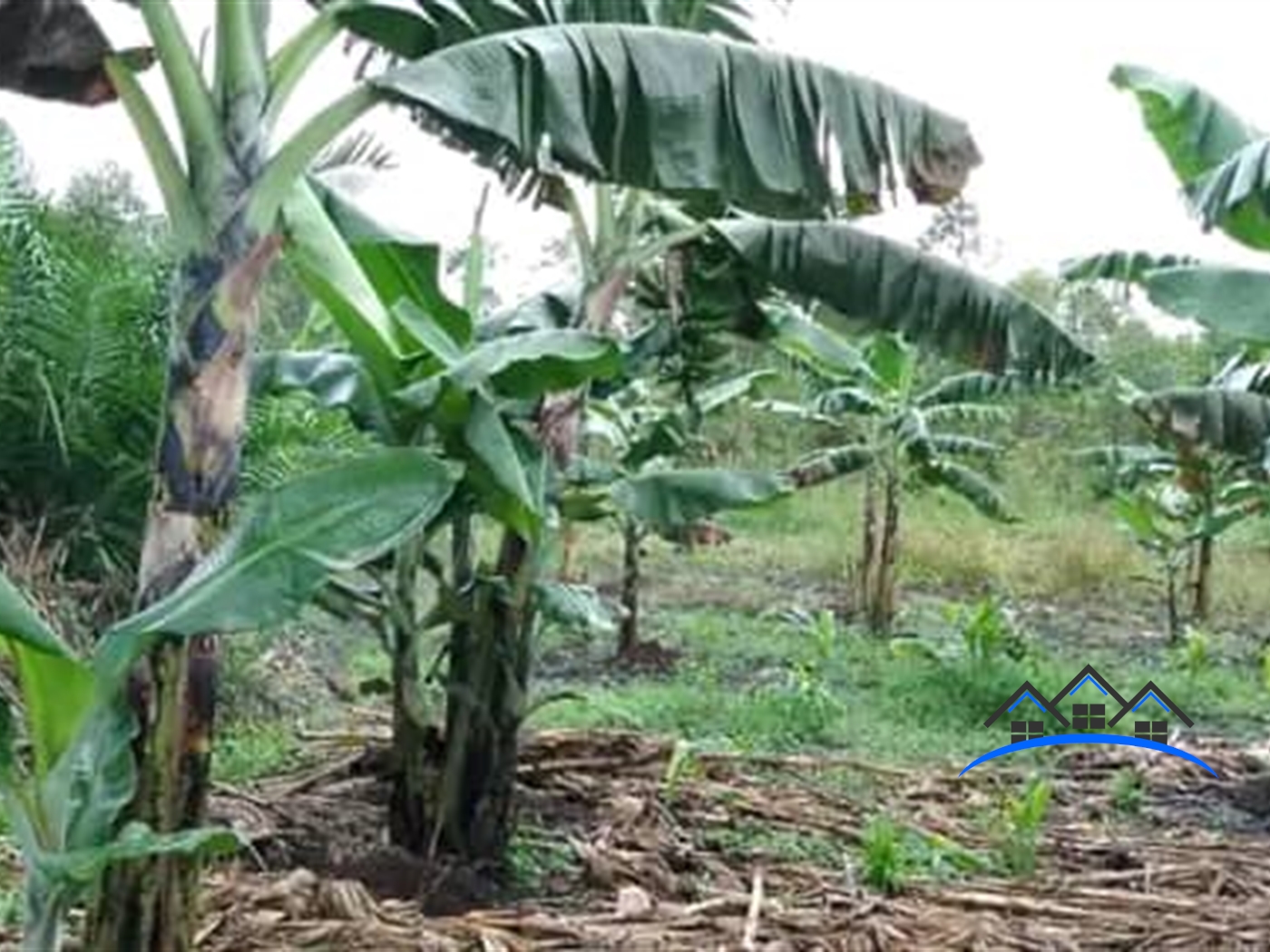 Agricultural Land for sale in Kakonge Luweero