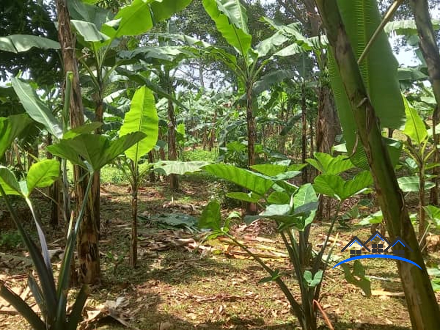 Agricultural Land for sale in Mugavu Mityana