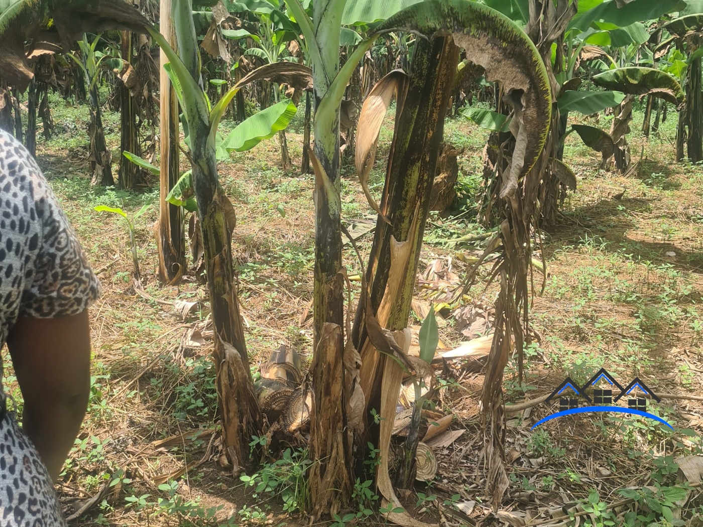 Agricultural Land for sale in Gayaza Wakiso