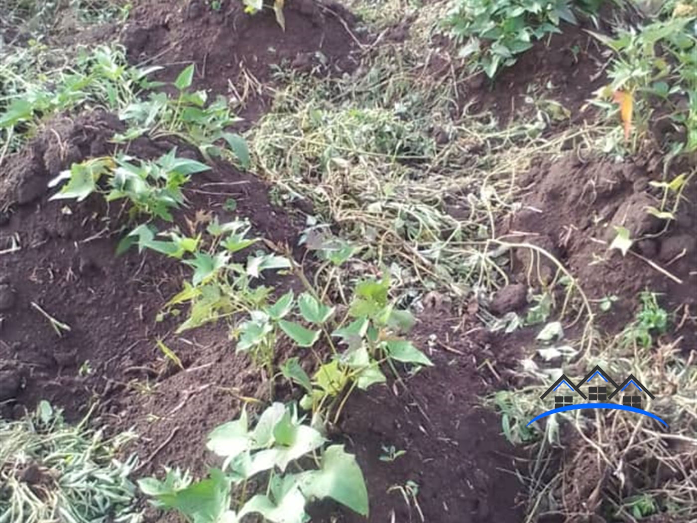 Commercial Land for sale in Buwama Mpigi