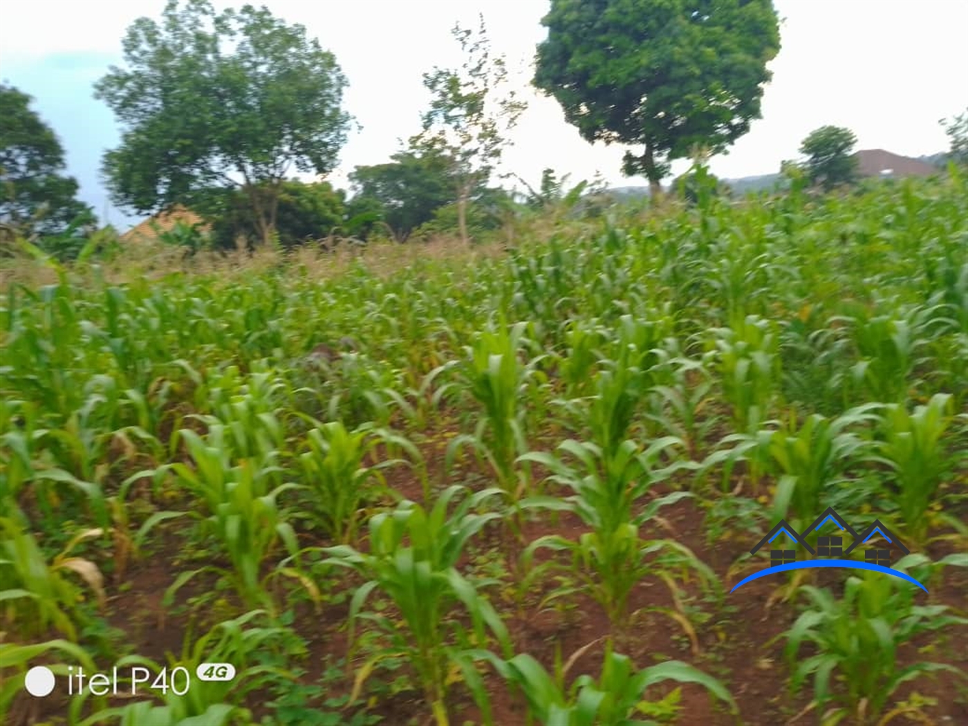 Agricultural Land for sale in Kimwanyi Wakiso