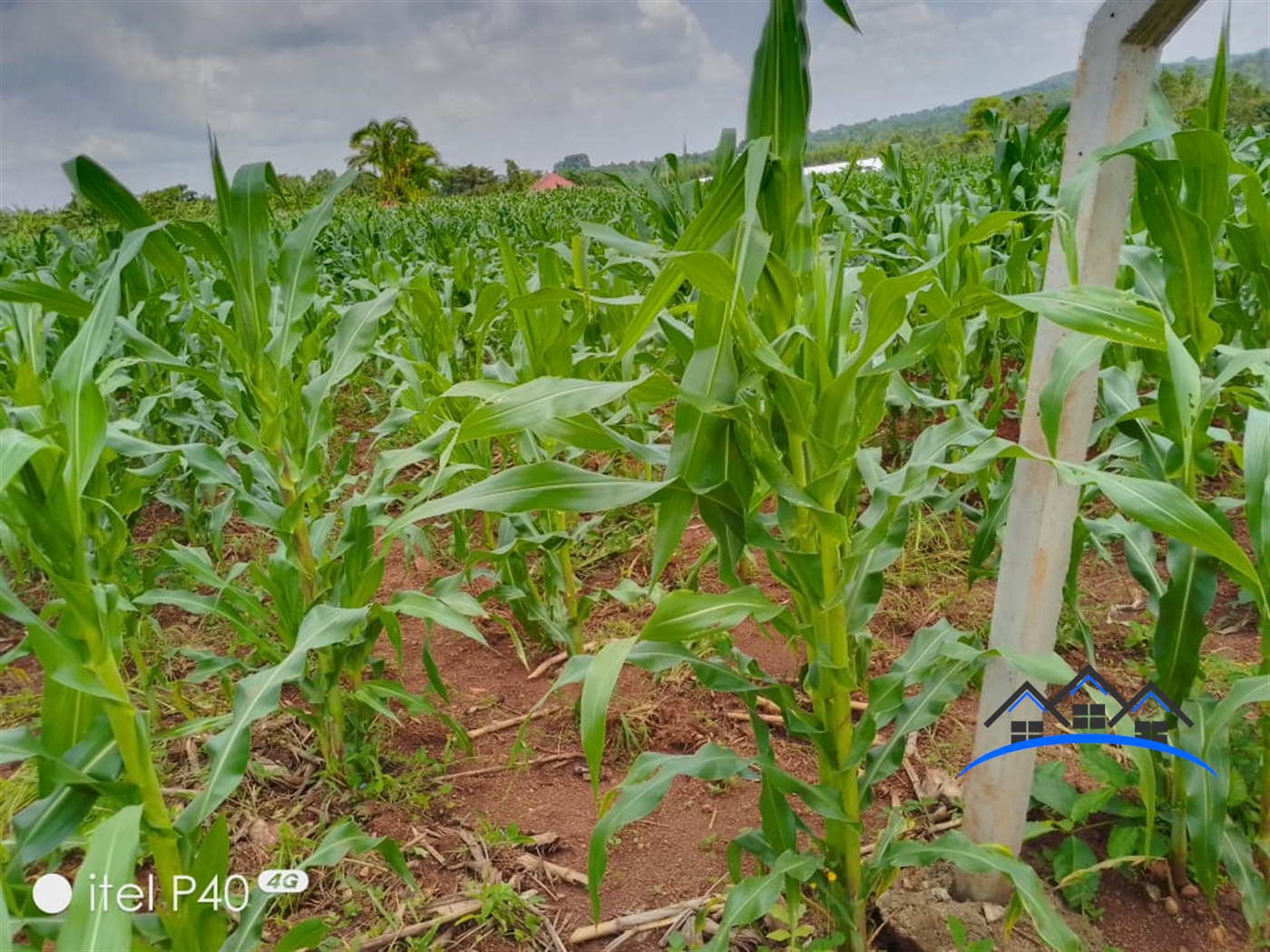Agricultural Land for sale in Kajawo Mukono