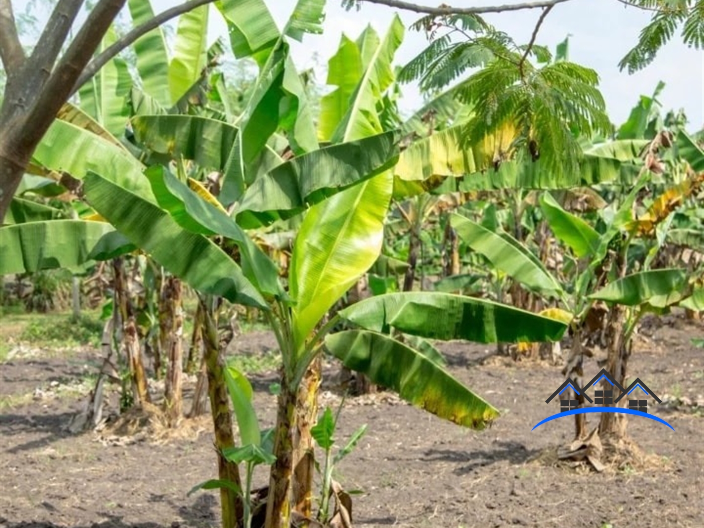 Agricultural Land for sale in Kapeeka Wakiso