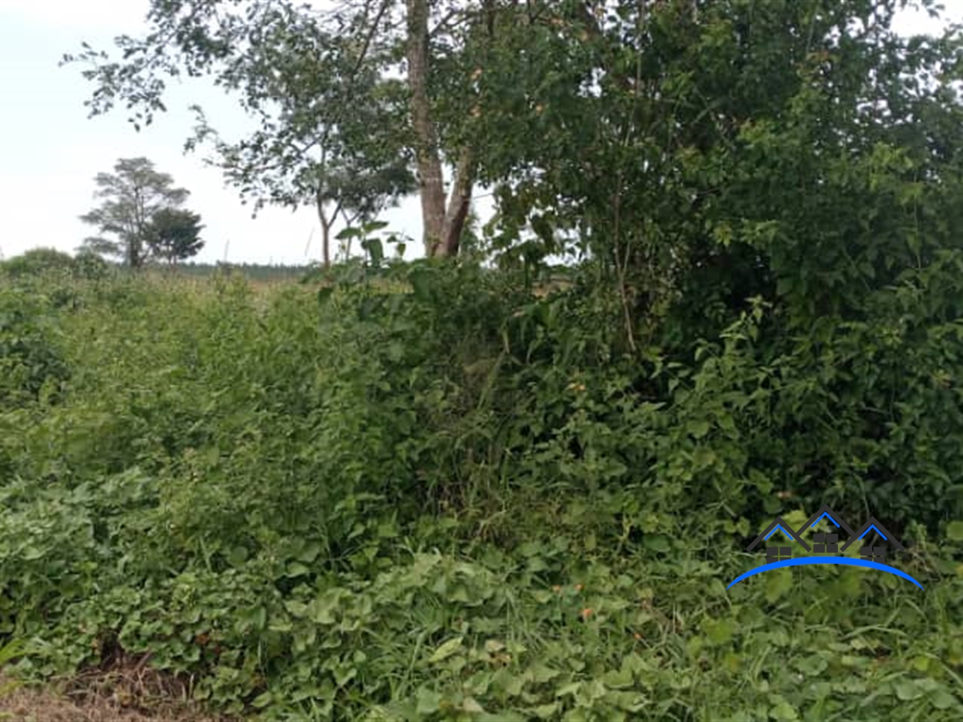 Agricultural Land for sale in Kakooge Luweero