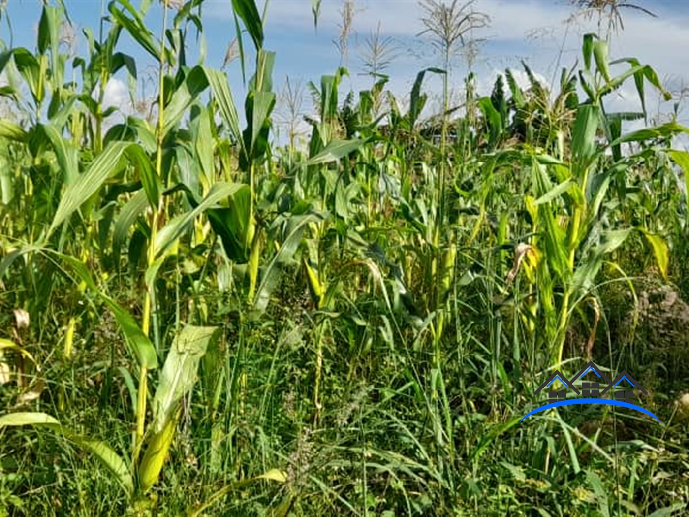 Agricultural Land for sale in Nambere Luweero
