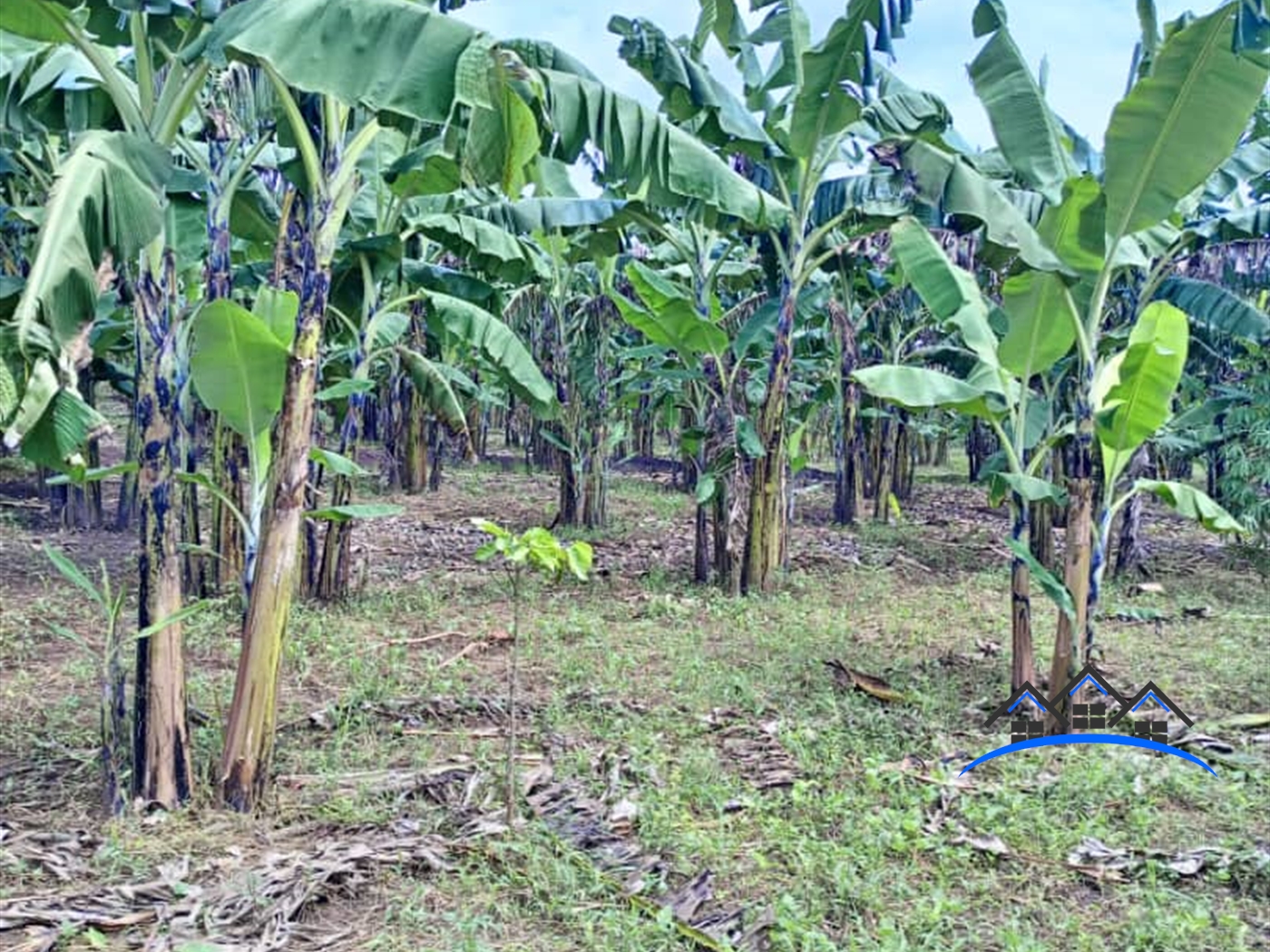 Agricultural Land for sale in Ssemutto Wakiso