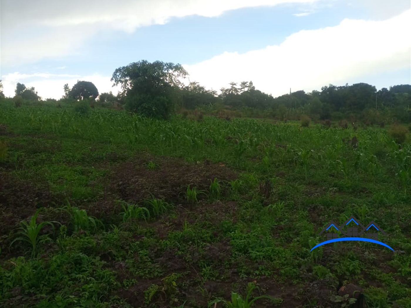 Agricultural Land for sale in Nswanjere Mpigi