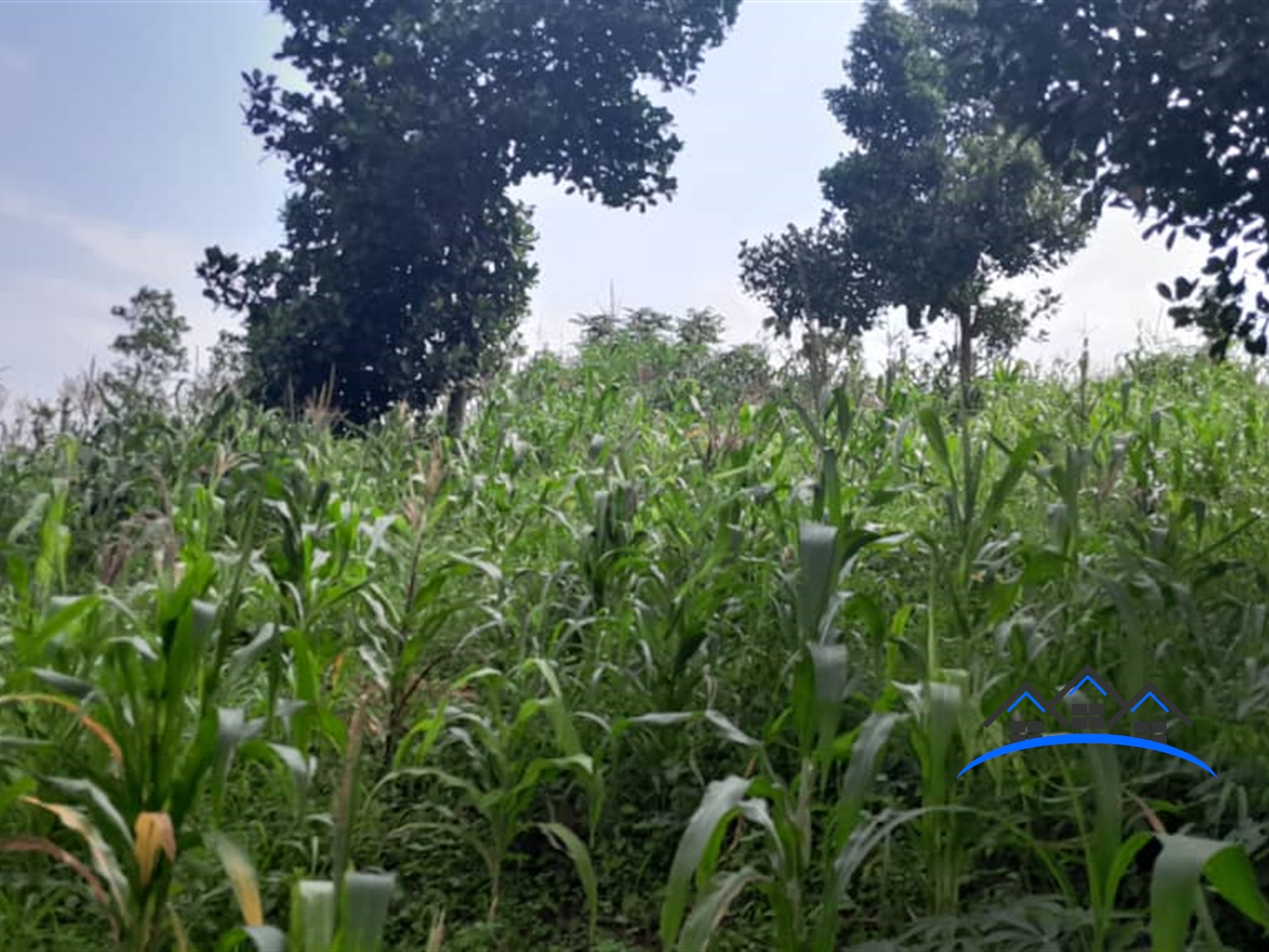 Agricultural Land for sale in Katwe Buyikwe