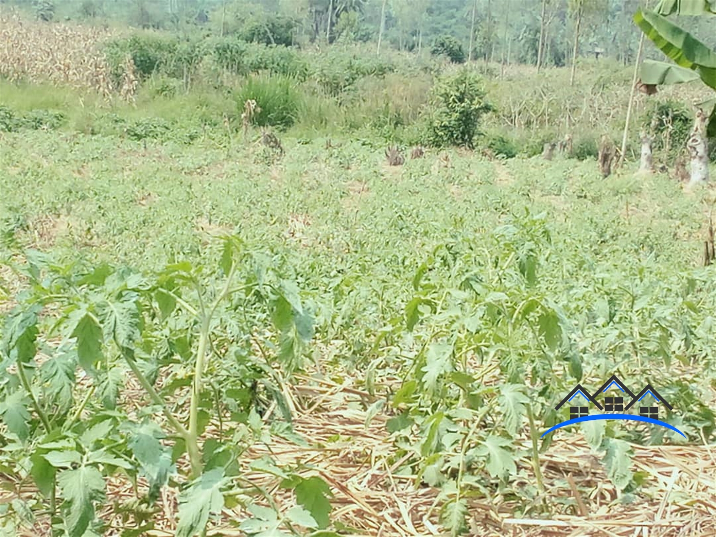 Agricultural Land for sale in Busunjju Wakiso