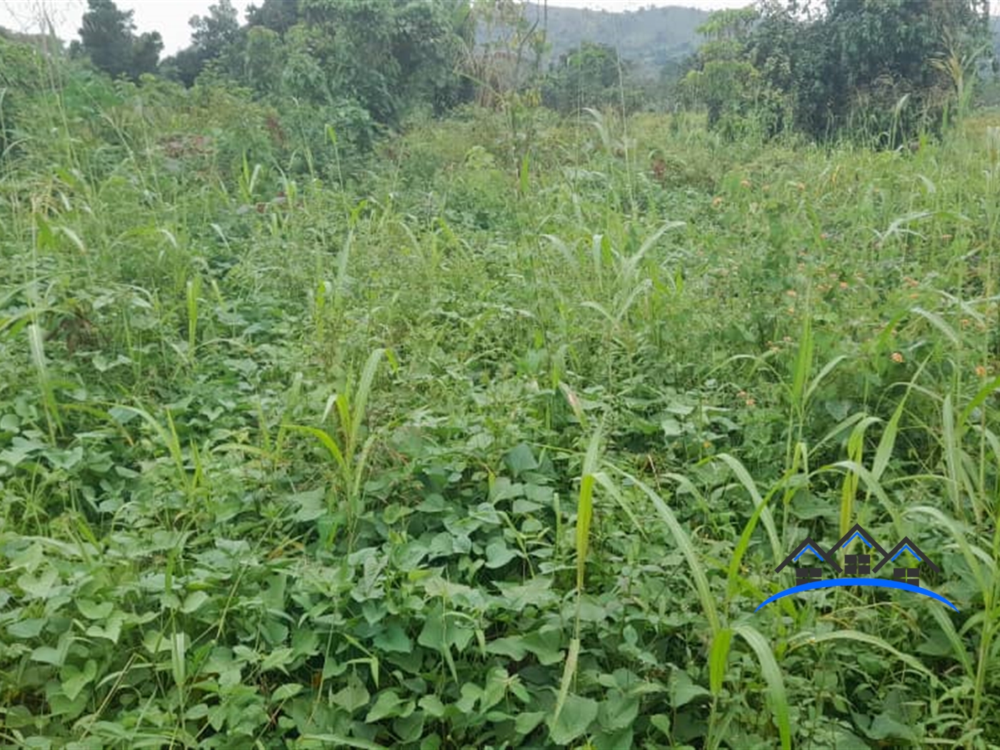 Agricultural Land for sale in Buteera Nakasongola