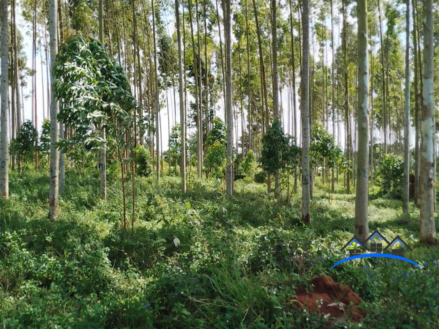 Joint investment land for sale in Nakawuka Wakiso