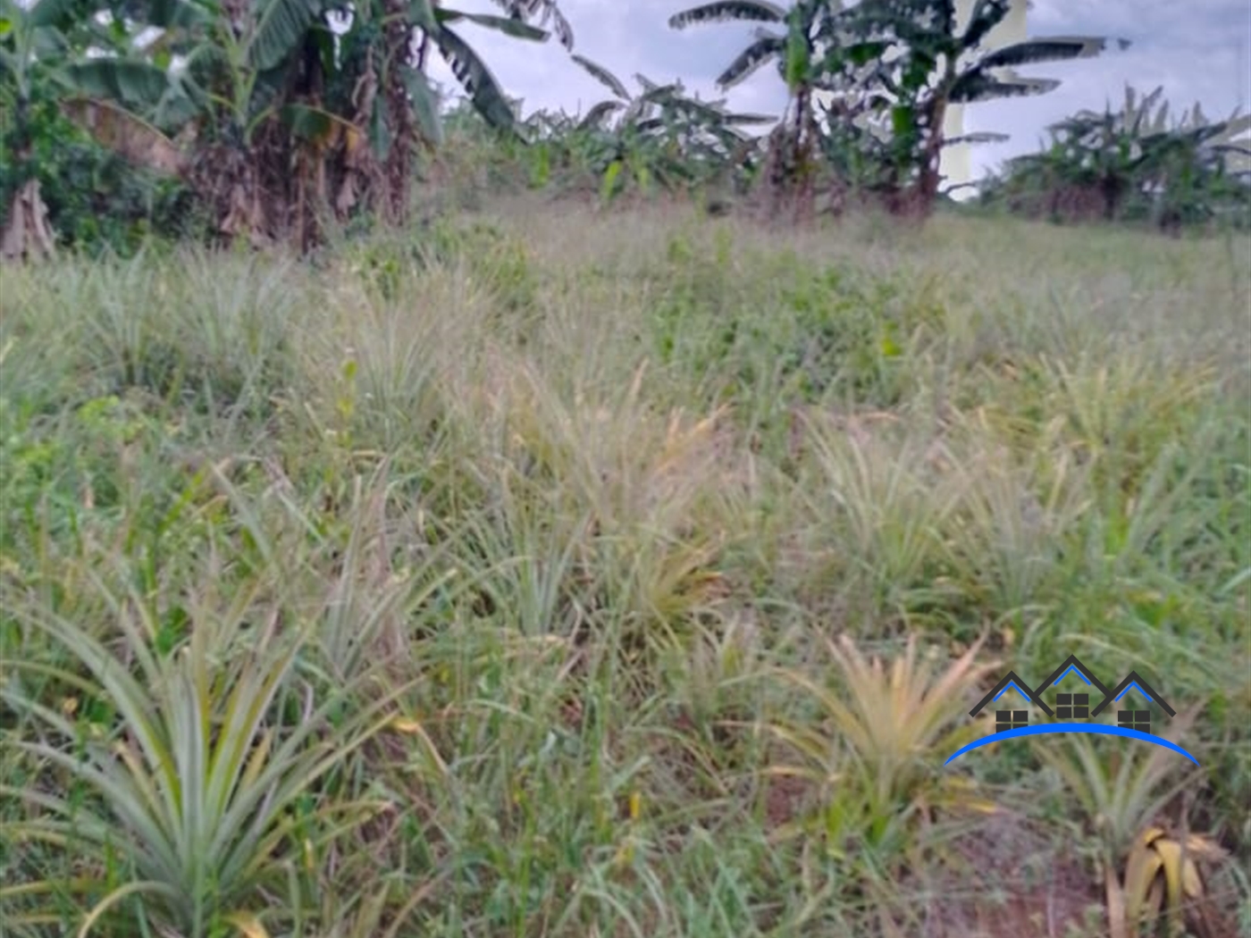 Agricultural Land for sale in Zirobwee Luweero