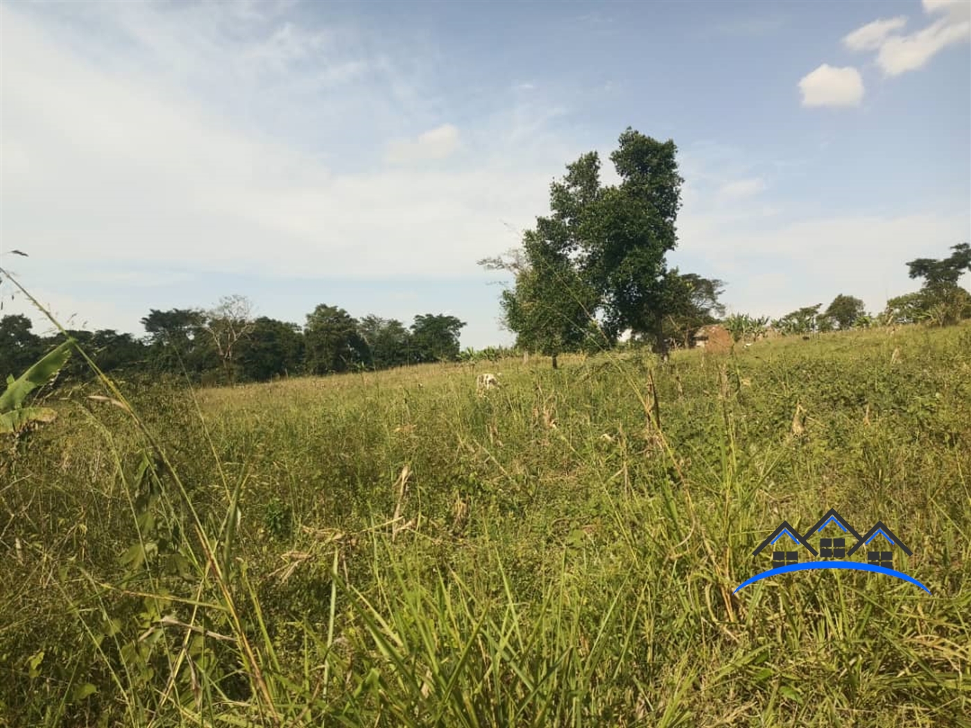 Agricultural Land for sale in Kasabye Nakaseke