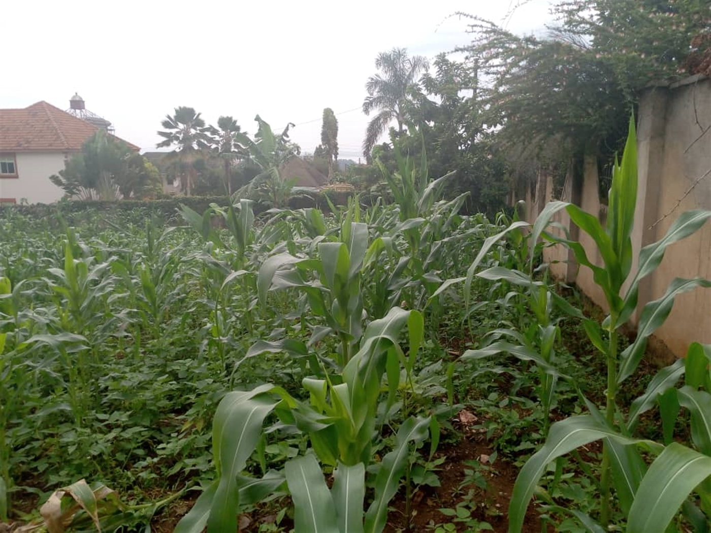 Multipurpose Land for sale in Munyonyo Kampala