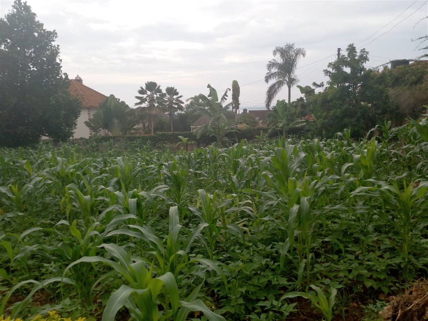 Multipurpose Land for sale in Munyonyo Kampala