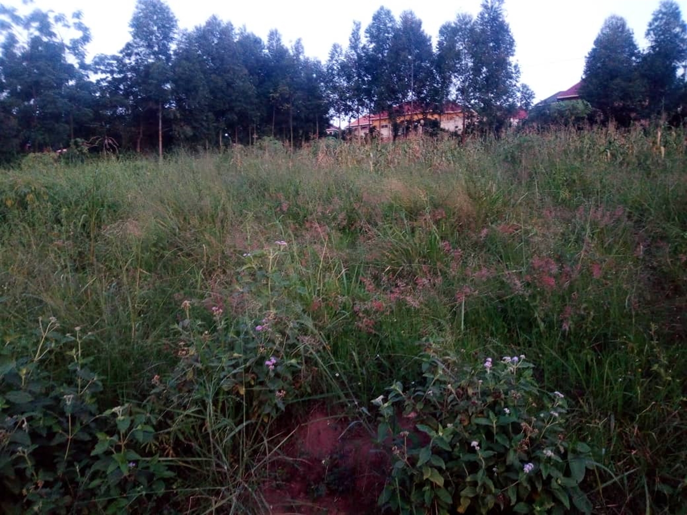 Multipurpose Land for sale in Sonde Wakiso