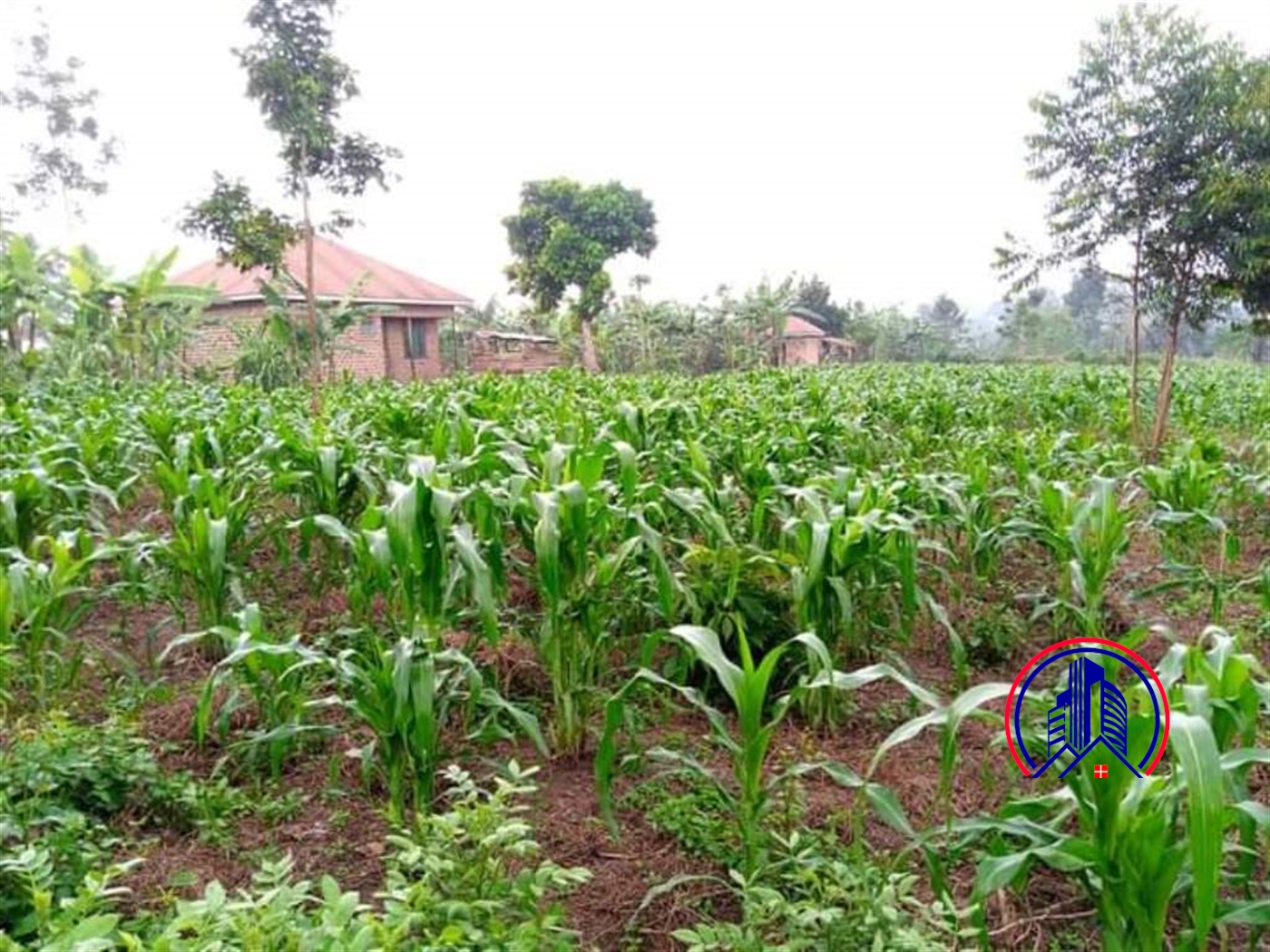 Residential Land for sale in Bukeelele Mukono