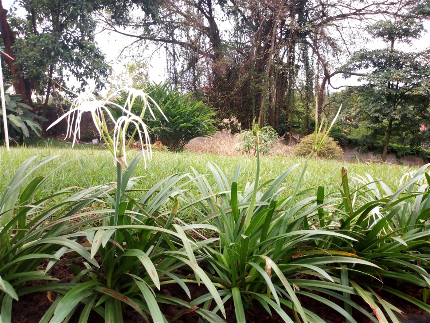 Bungalow for rent in Kololo Kampala