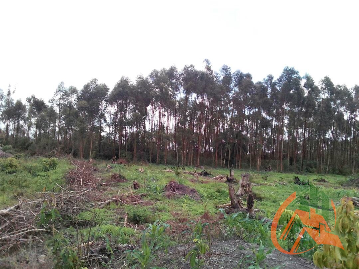 Agricultural Land for sale in Nakifuma Mukono