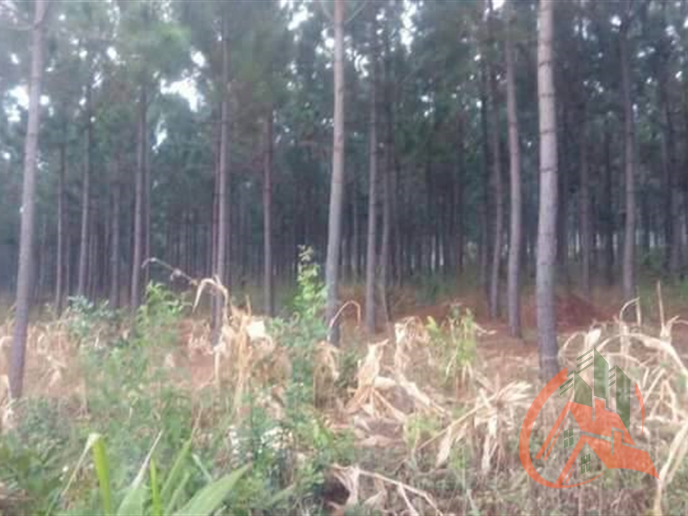 Agricultural Land for sale in Kiboga Kiboga