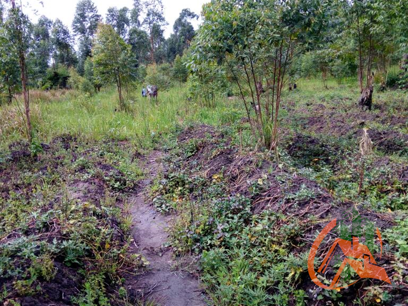 Agricultural Land for sale in Kassanda Mubende