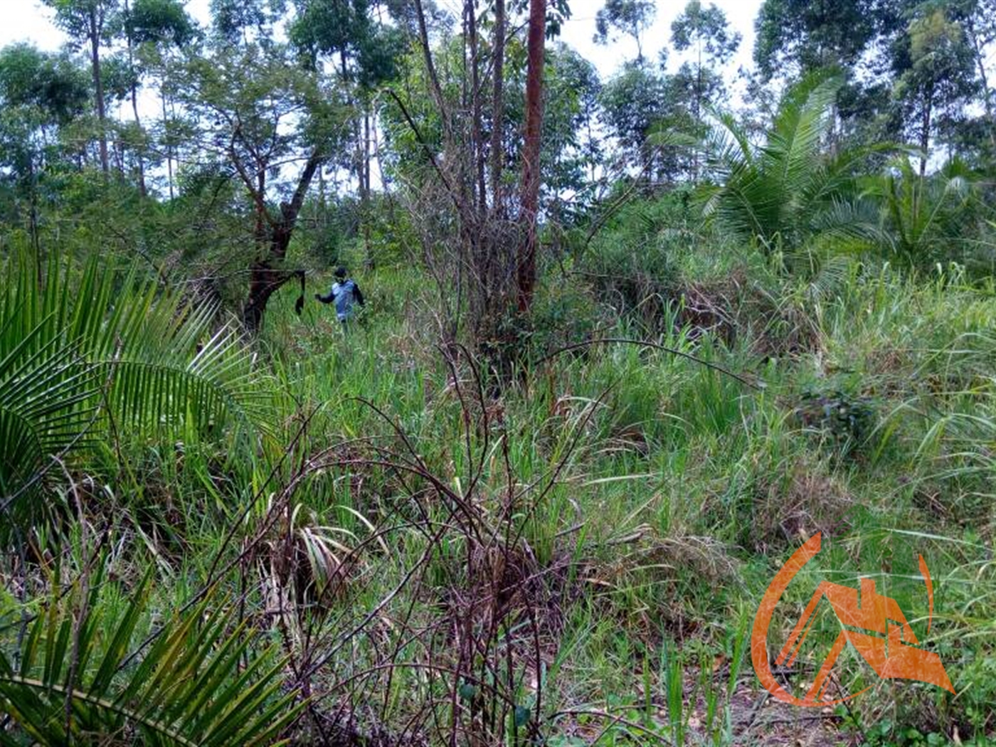 Agricultural Land for sale in Kassanda Mubende