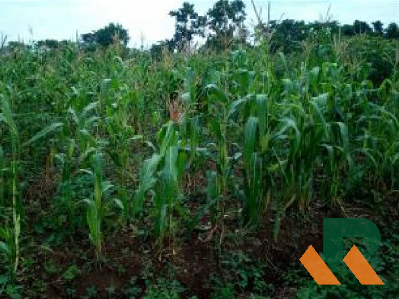 Agricultural Land for sale in Namulonge Wakiso