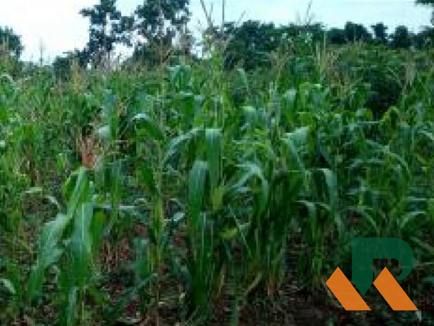 Agricultural Land for sale in Namulonge Wakiso