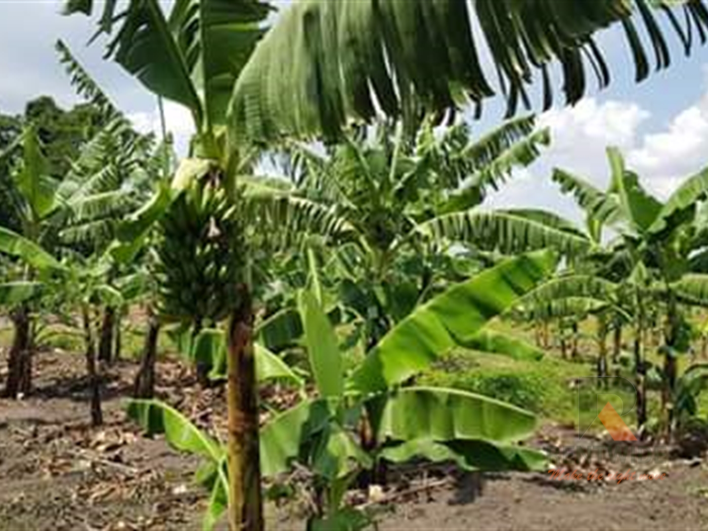 Agricultural Land for sale in Kayunga Kayunga