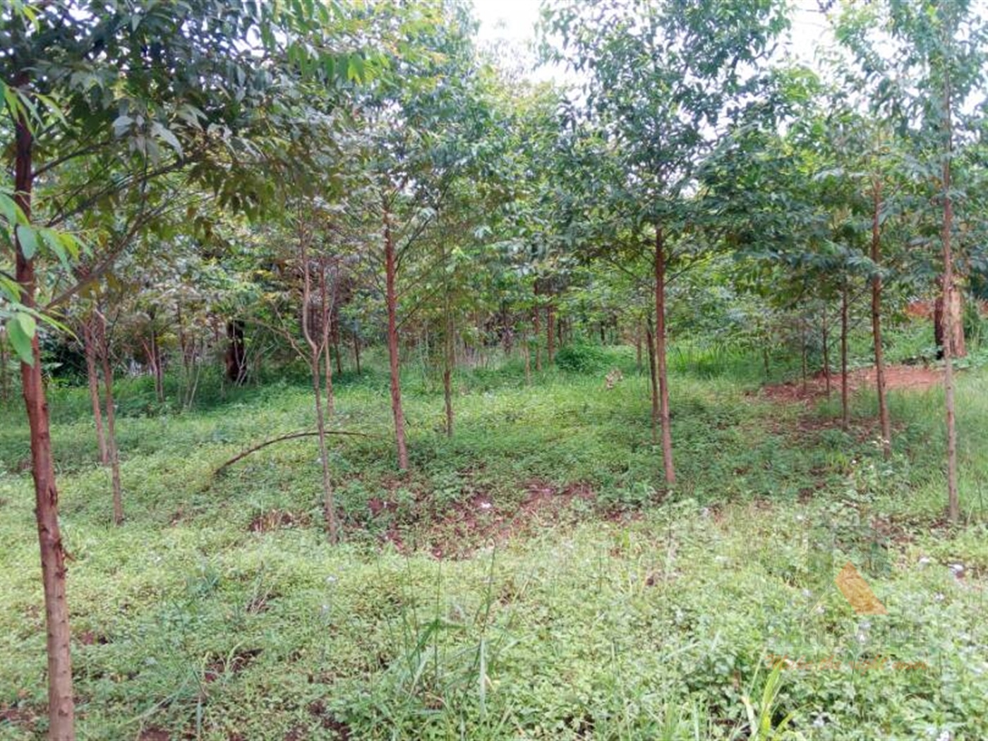 Agricultural Land for sale in Mityana Mityana