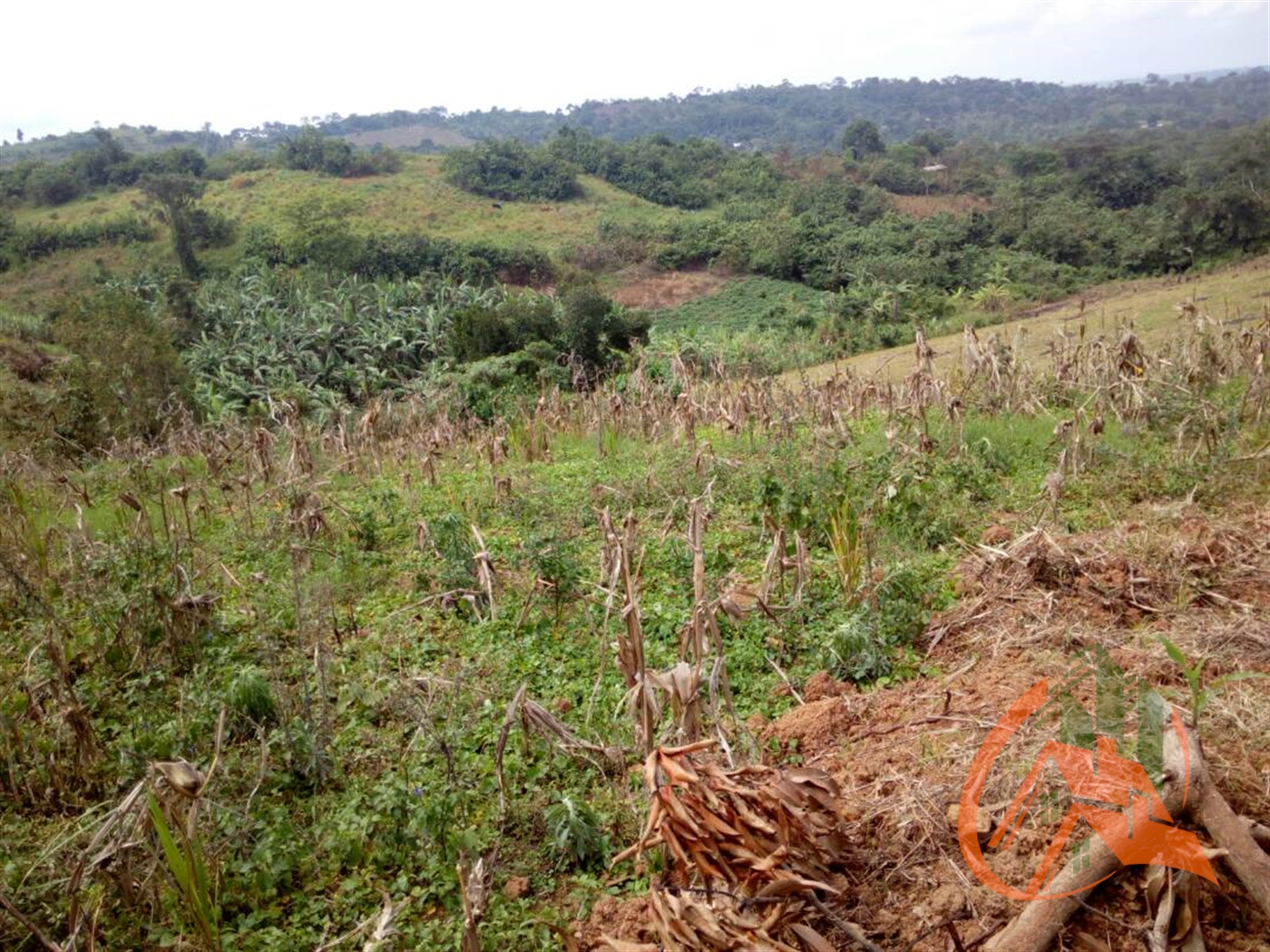 Agricultural Land for sale in Kasana Mityana