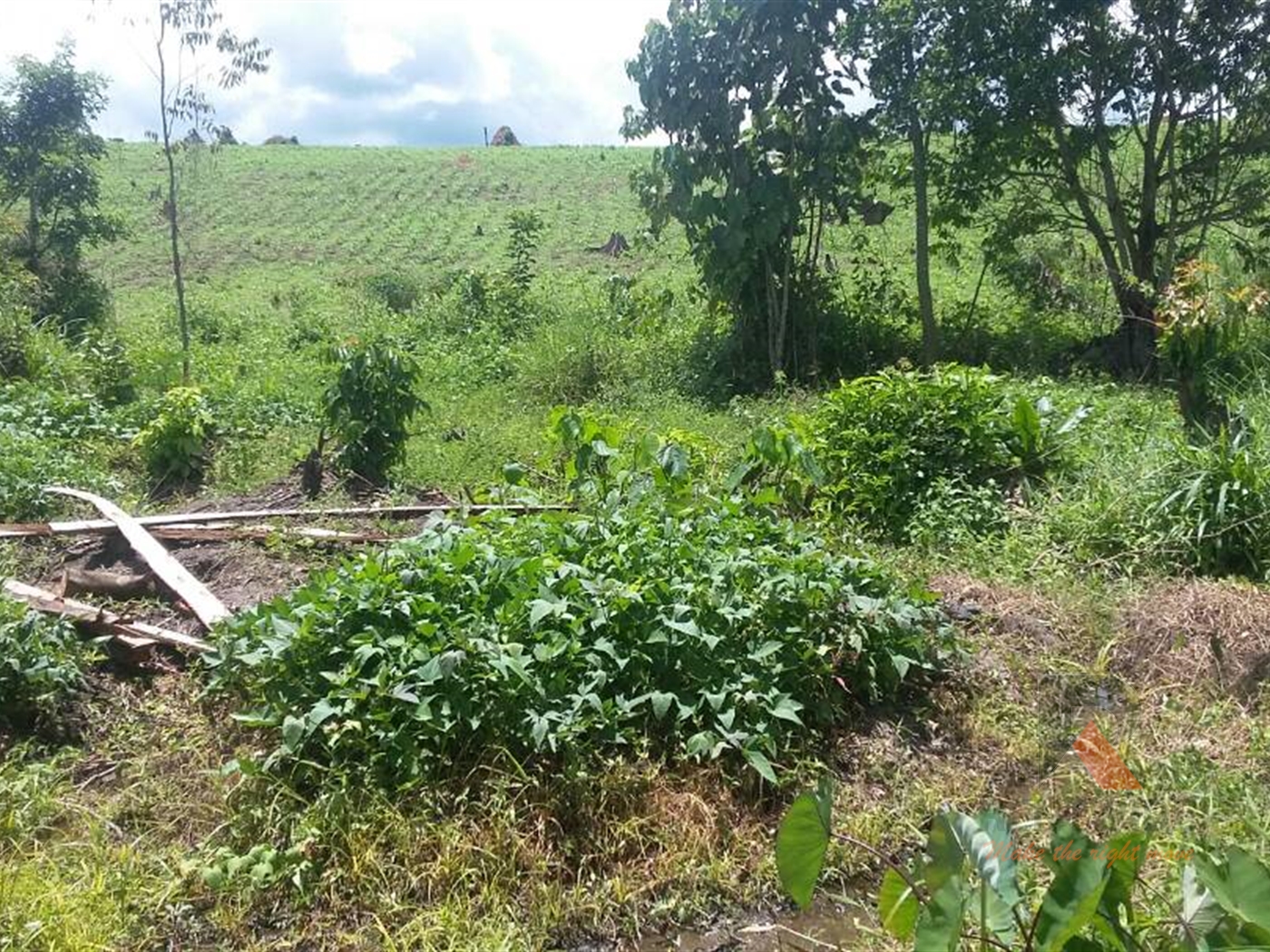 Agricultural Land for sale in Kakindu Mityana