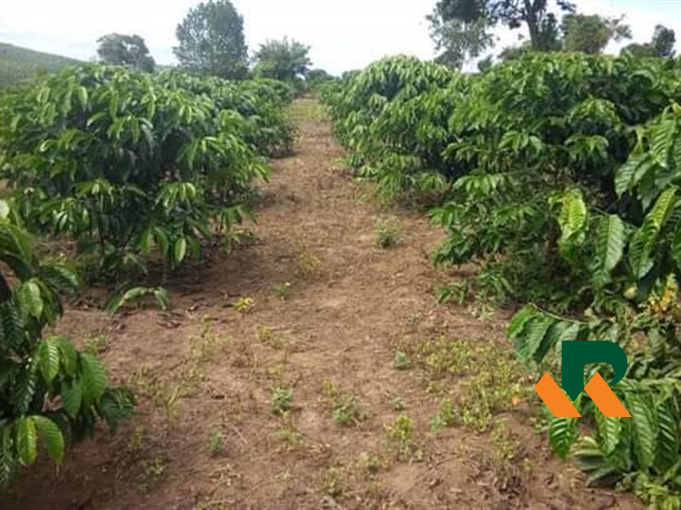 Agricultural Land for sale in Kassanda Mityana