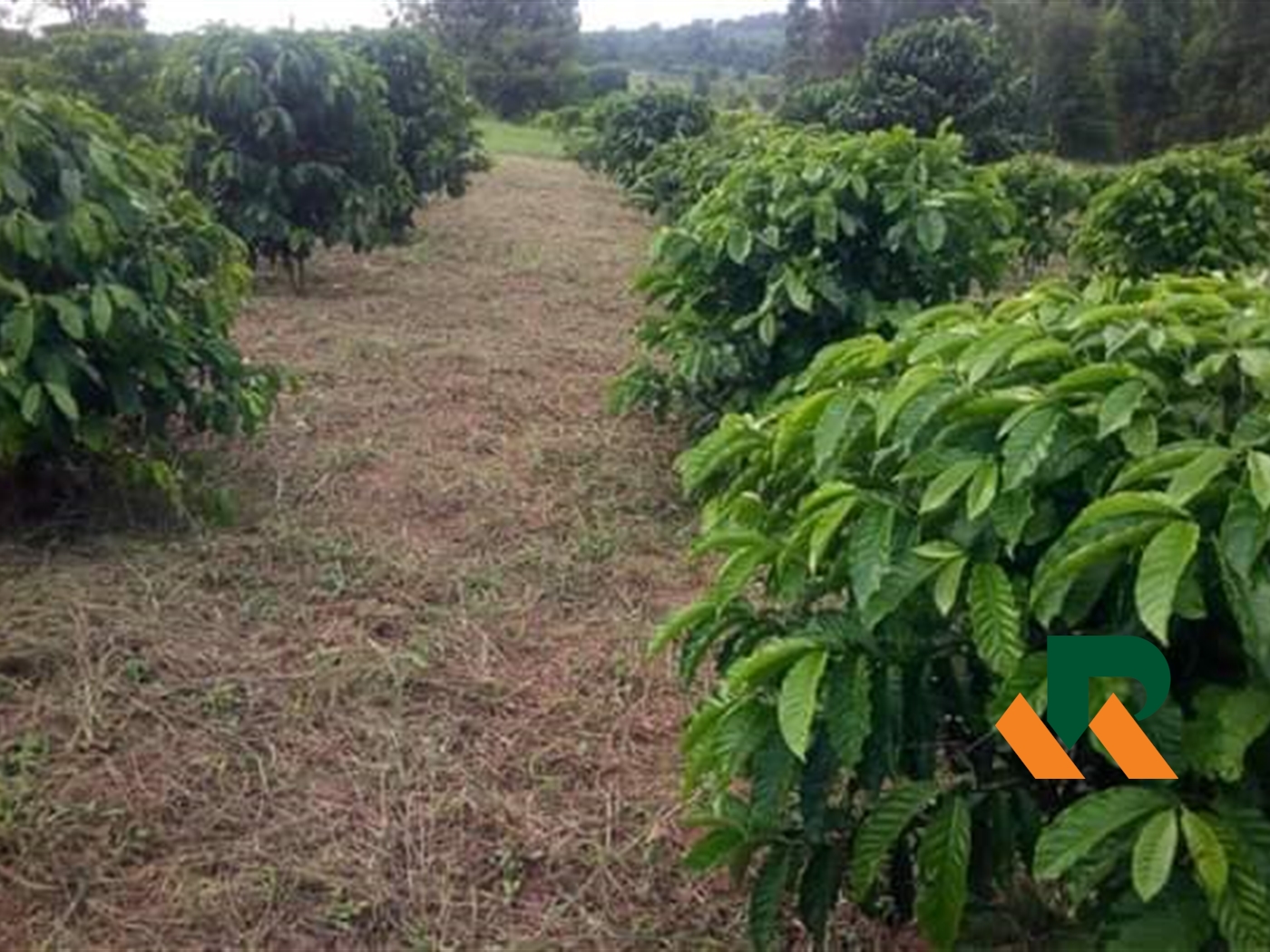 Agricultural Land for sale in Kassanda Mityana