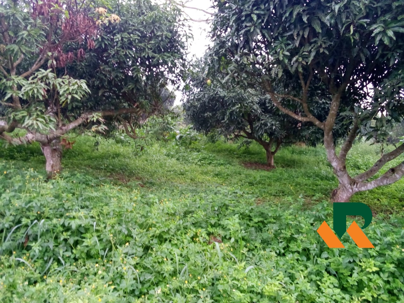 Farm for sale in Bujuuko Mityana