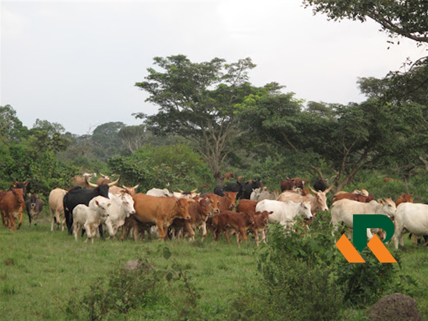 Agricultural Land for sale in Kasanda Mityana
