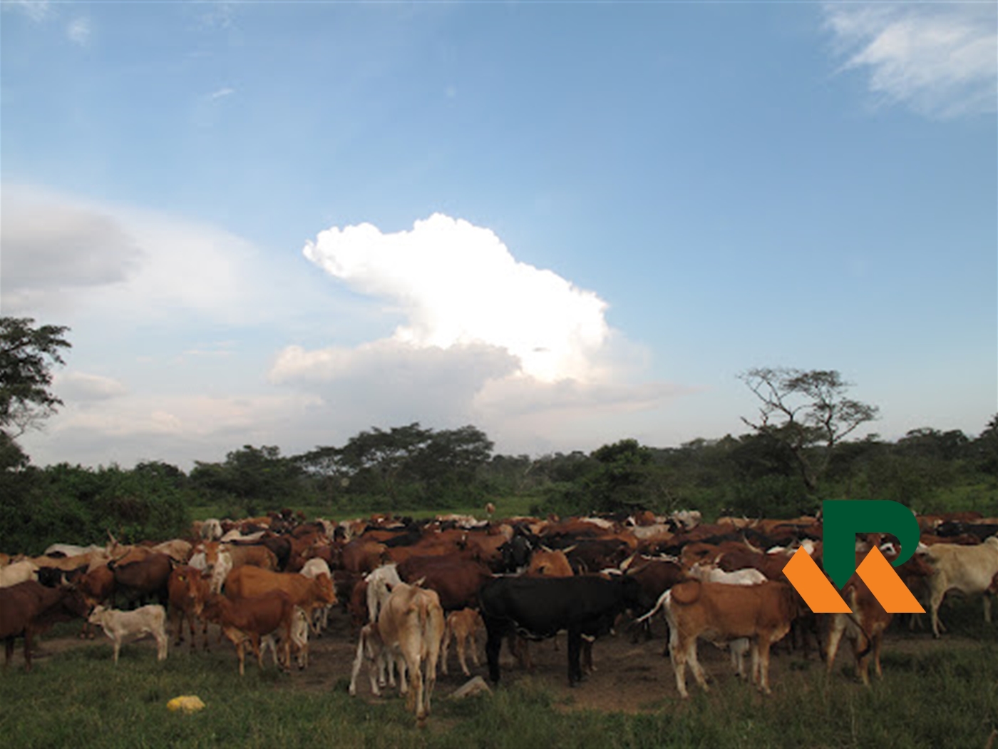 Agricultural Land for sale in Kasanda Mityana