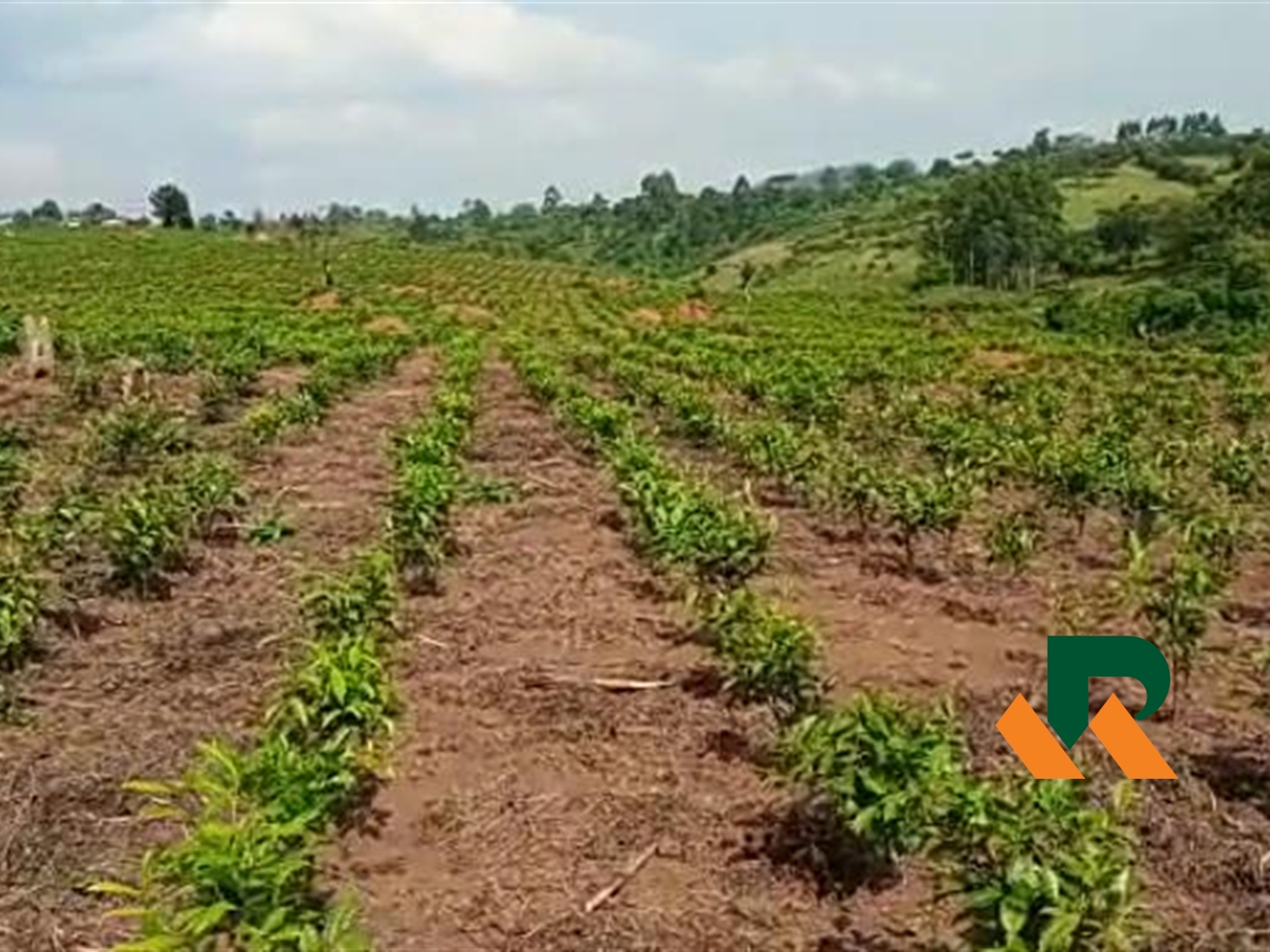 Farm for sale in Bugaaki Kyenjojo