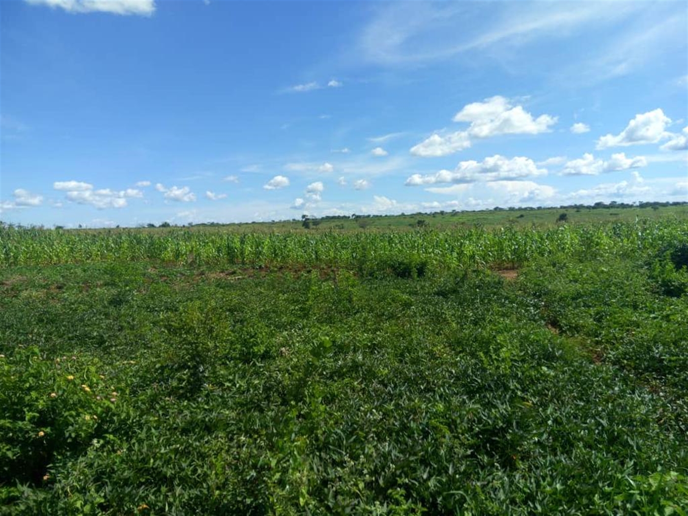 Farm for sale in Bweyale Kiryandongo