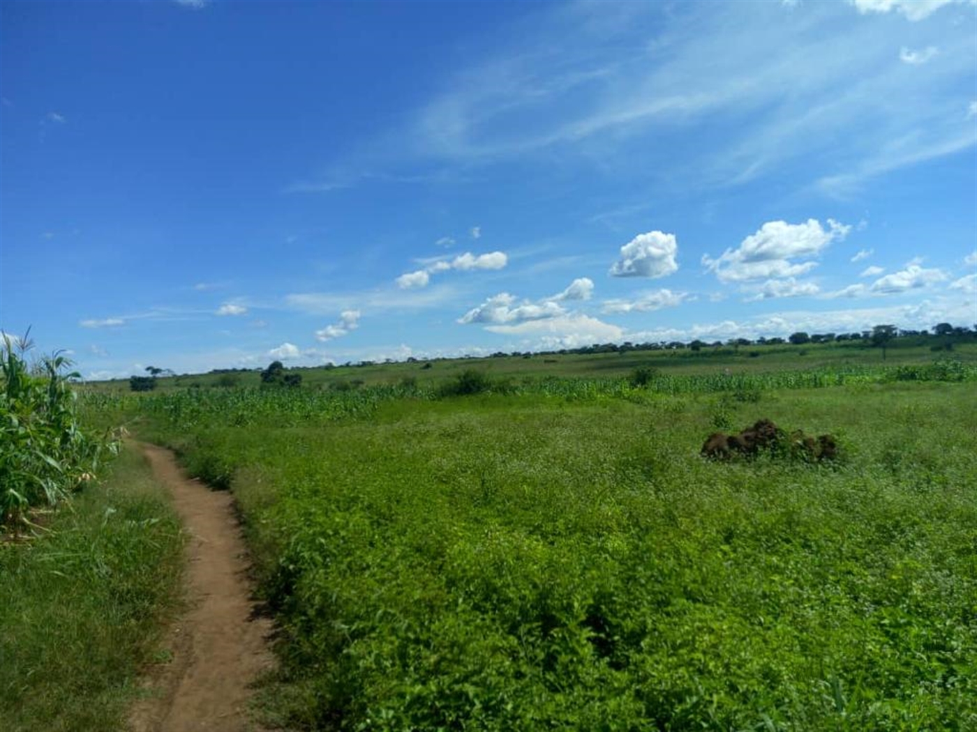Farm for sale in Bweyale Kiryandongo