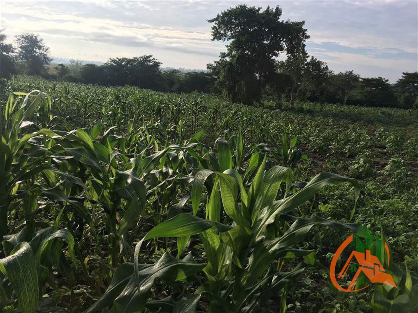 Multipurpose Land for sale in Busoga Jinja