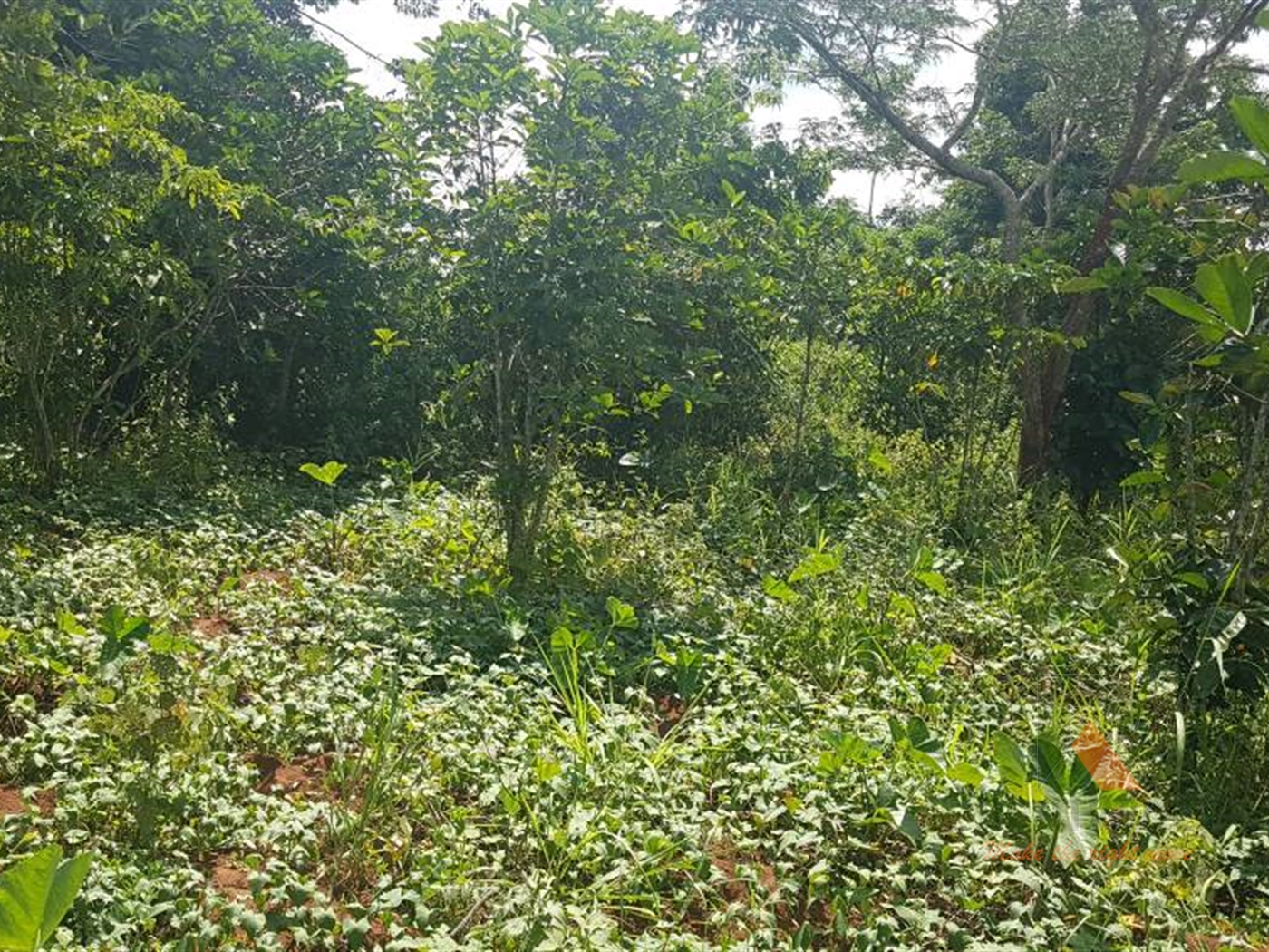 Agricultural Land for sale in Janda Luweero
