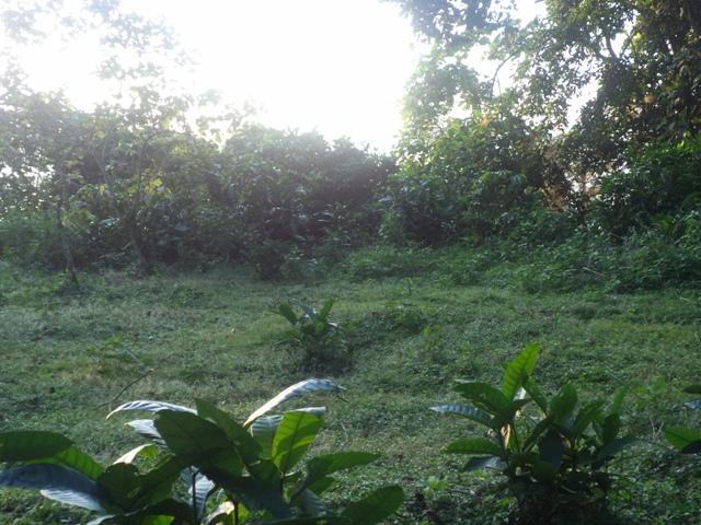 Residential Land for sale in Ssesse Kalangala