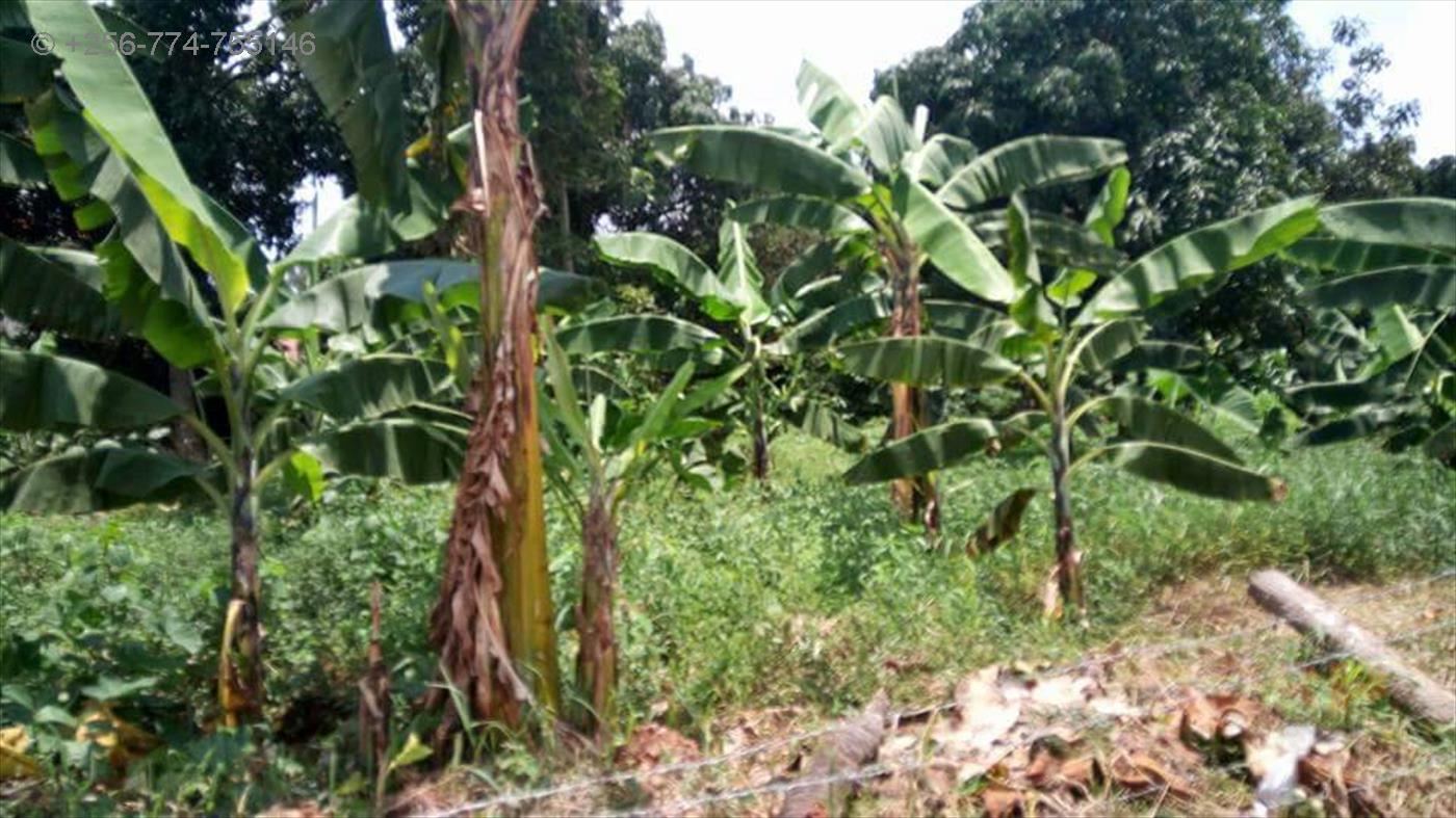 Residential Land for sale in Munyonyo Kampala