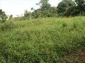 Residential Land for sale in Bwebajja Wakiso